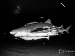 Large Lemon shark on the evening dive, the remoras were r... by Patricia Sinclair 